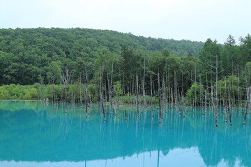青い池