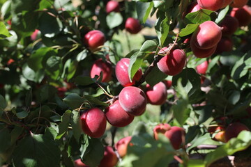 Obraz premium Apricot | Abricot