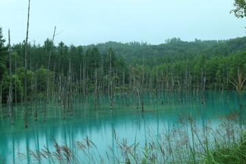 青い池
