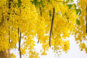 Yellow golden shower flower or cassia fistula tree hanging on tree thailand national flowers