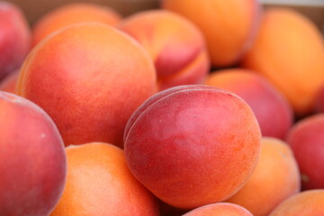 Apricot | Abricot