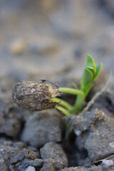 Peanut | Arachide
