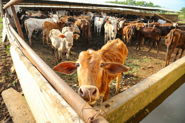 indian dairy farming, indian cattle © Niks Ads