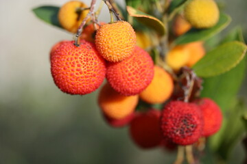 Arbutus | Arbouse