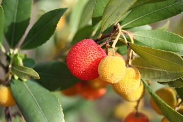 Arbutus | Arbouse