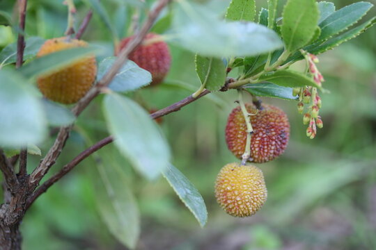 รูปภาพArbouse – เลือกดูภาพถ่ายสต็อก เวกเตอร์ และวิดีโอ169 | Adobe Stock