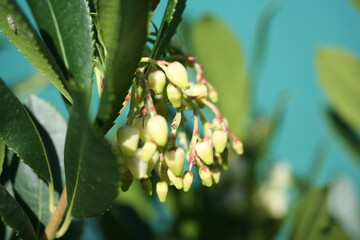 Arbutus | Arbouse