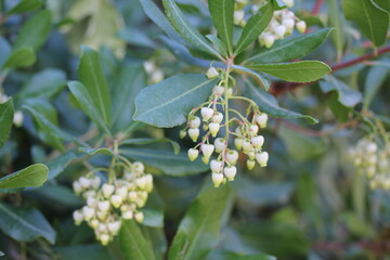 Arbutus | Arbouse