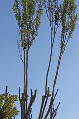 Travaux d'élagage d'arbres