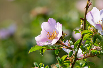 Obraz premium Flower