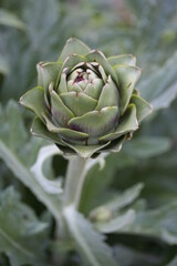 Artichoke | Artichaut