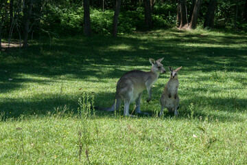 Kangaroo in a park, New South Wales, Australia