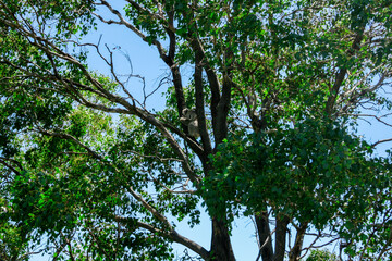 Koala in a tree in New South Wales Outback, Australia