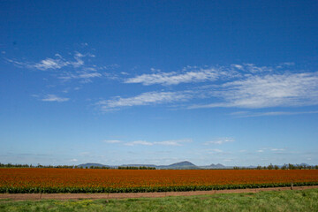 New South Wales Outback