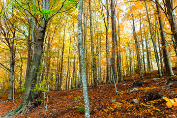 Colorful trees and leaves in autumn in the Montseny Natural Park in Barcelona, Spain