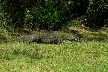 Monitor Lizard at Gold Coast, Australia