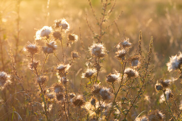 soleil chardon campagne nature 