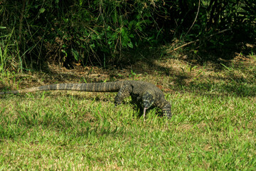 Monitor Lizard at Gold Coast, Australia