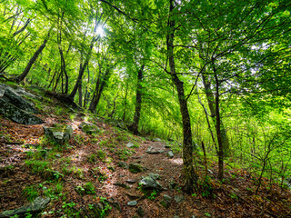 Trees in a forest of the alps