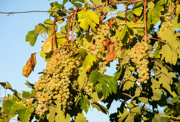 Prosecco white grapes on a vineyard befor harvesting in Valdobbiadene hills. Veneto. Italy