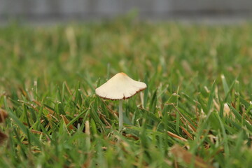 Zoomed in Mushroom in Grass