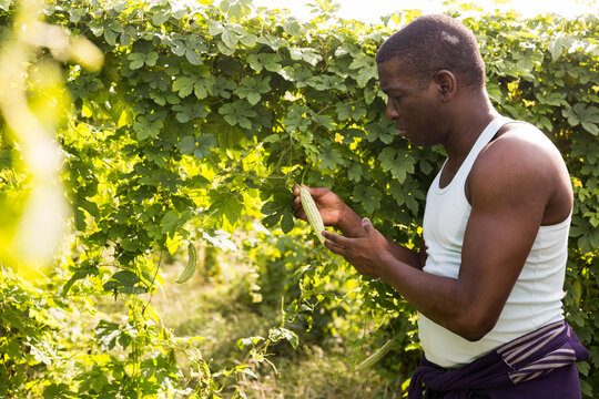 Afro-american farmer harvesting bitter melon on plantation. High quality photo