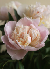 Fresh pink peony in bloom, blooming flower, pure beauty, fine art floral photo