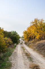 beautiful country road in an autumn field with colored trees