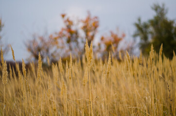 Obraz premium gold dry grass with spikelets in an autumn field