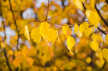 Obraz premium bright yellow autumn leaves on tree branches