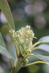 Obraz premium Avocado | Avocat