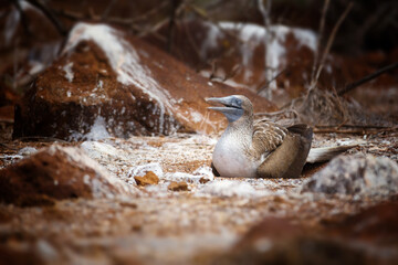 Obraz premium Wildlife in Galapagos Island, funny blue-foot booby