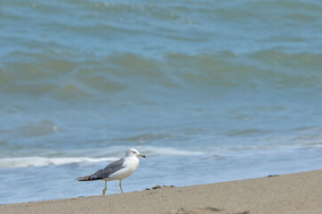 海辺にたたずむ　うみねこ