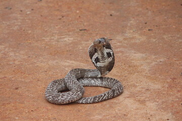 Kobra - Naja naja in Sri Lanka