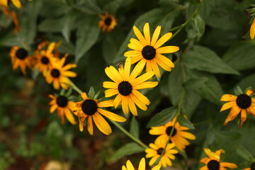 Beautiful yellow flowers grow in the garden