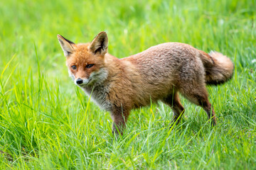 Cute Red Fox, Vulpes vulpes in fall forest. Beautiful animal in the nature habitat. Wildlife scene from the wild nature. Red fox running in orange autumn leaves