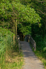 Fototapeta premium Holzbrücke im Naturschutzgebiet Darßer Ort Ostsee