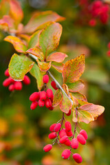 Berberis branch with fresh ripe berries on blurred background. Selective focus