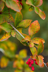 Berberis branch with fresh ripe berries on blurred background. Selective focus