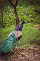 Obraz premium peacock in the park