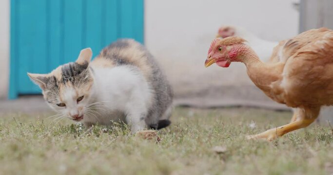 A brazen chicken steals food from a cat. Life on the farm
