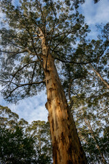 Obraz premium Pemberton Tree, Second Highest Fire Lookout Tree in Australia, Western Australia
