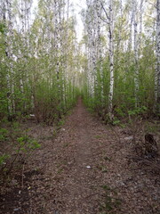 path in the forest