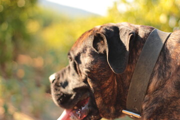 chien de chasse cane corso