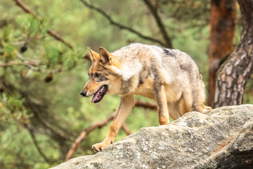 Lone wolf running in autumn forest Czech Republic