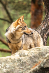 Lone wolf running in autumn forest Czech Republic