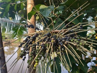 Amazon, Brazil