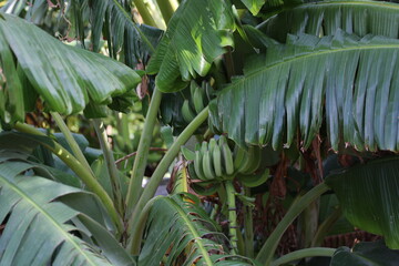 Banana | Banane