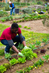 African-american worker harvesting lettuce in the garden. High quality photo