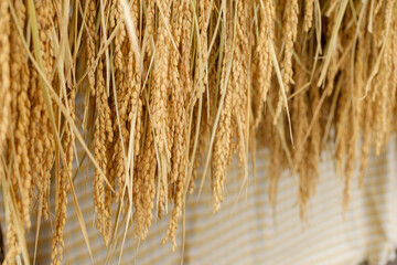 収穫後の稲　陰干し